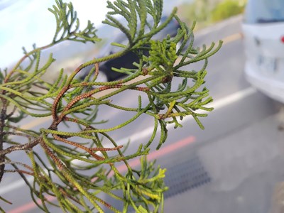 圖一-持續監測東勢區慶東里監測點龍柏枝條病害情形_0_0